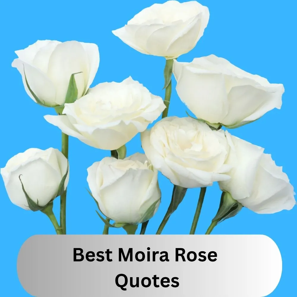 Best Moira Rose Quotes