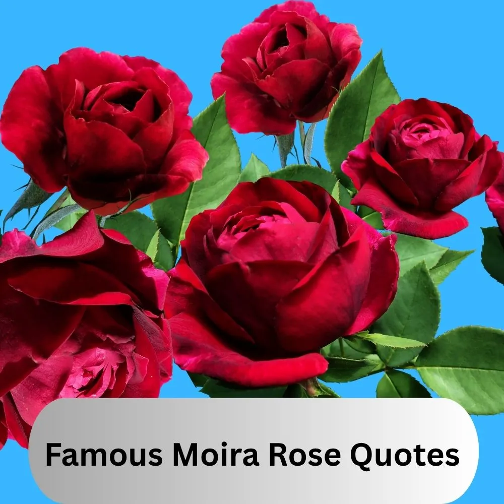 Famous Moira Rose Quotes