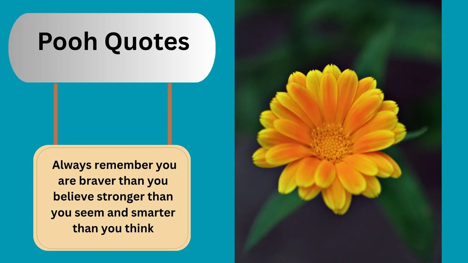 Read more about the article Top 400+Best Heartfelt Pooh Quotes That Warm the Soul for 2025